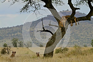 Lions resting on a tree in the savannah. Serengeti, Tanzania