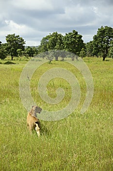 Lions roaming in Tanzania green savanah photo