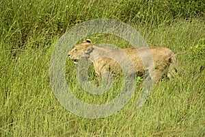 Lions roaming in Tanzania green savanah photo