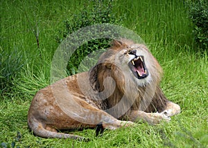 Lions Roar