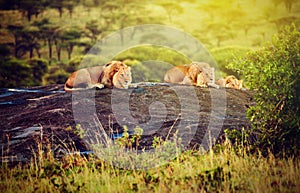 Lions on rocks on savanna at sunset. Safari in Serengeti, Tanzania, Africa