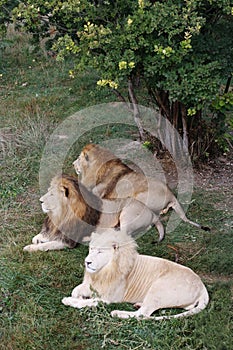 Lions s in Safari-Park Taigan near Belogorsk town, Crimea