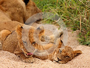 Lions in the Sabi Sand Game Reserve photo