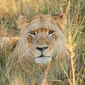 Lions in the Sabi Sand Game Reserve photo