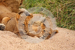 Lions in the Sabi Sand Game Reserve