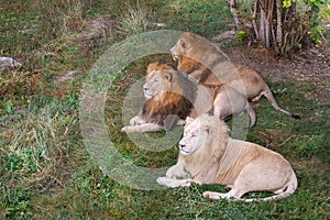 Lions in Safari-Park Taigan near Belogorsk town, Crimea