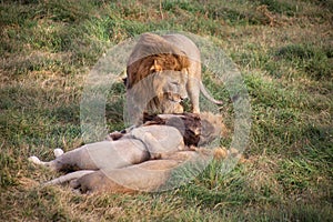 The lions in Safari-Park Taigan near Belogorsk town, Crimea