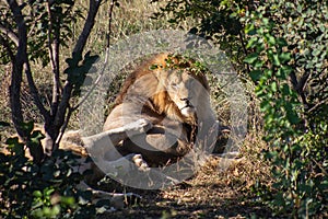 The lions in Safari-Park Taigan near Belogorsk town, Crimea