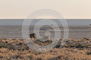 Lions in the sand dunes of the Etosha pan, Namibia, Africa