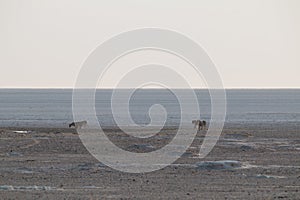 Lions in the sand dunes of the Etosha pan, Namibia, Africa