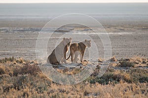 Lions in the sand dunes of the Etosha pan, Namibia, Africa