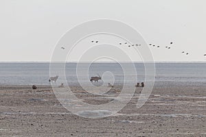 Lions in the sand dunes of the Etosha pan, Namibia, Africa