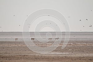 Lions in the sand dunes of the Etosha pan, Namibia, Africa