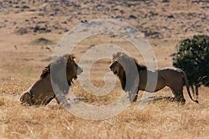 Lions in the Savanah, Masai Mara