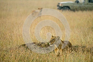 Lions in savanna grassland haunting together