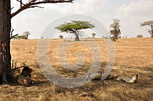 Lions on the savannah