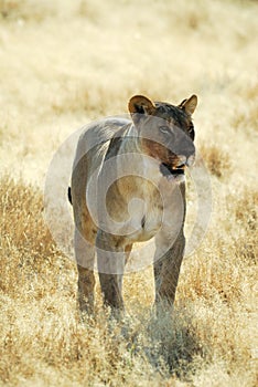 Lions in the savannah, Etosha National Park, Namibia