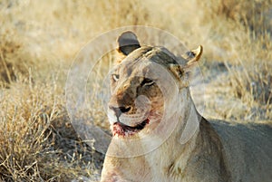 Lions in the savannah, Etosha National Park, Namibia