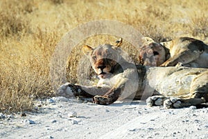 Lions in the savannah, Etosha National Park, Namibia
