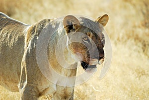 Lions in the savannah, Etosha National Park, Namibia