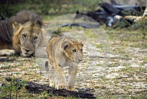 Lions, Selous Game Reserve, Tanzania