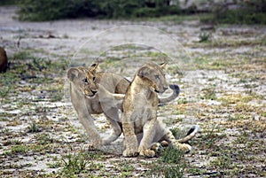 Lions, Selous Game Reserve, Tanzania