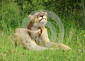 Lions in the Serengeti photo