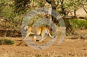Lions in the Serengeti photo