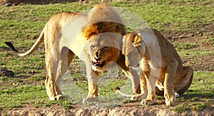 Lions in the Serengeti photo