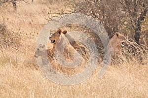 Lions at Serengueti Tanzania photo