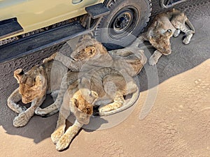 Lions sleeping under the jeep during safari