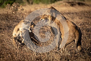 Lions snarl at each other after mating photo