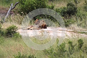 Lions at South Africa Krugerpark