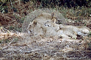 Lions spooning before a nap