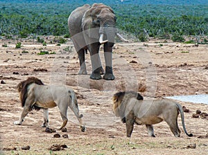 Lions stalking elephant