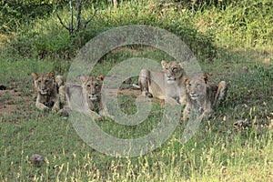 Lions starving