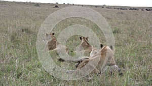 Lions successfuly hunts a wildebeest