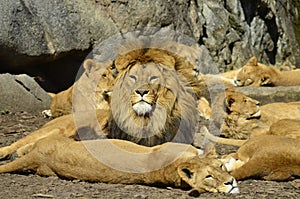 Lions is sunbathing