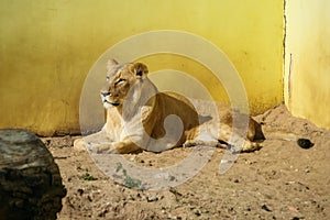 Lions sunbathing in the zoo