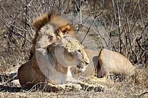 Lions taking a break during mating session