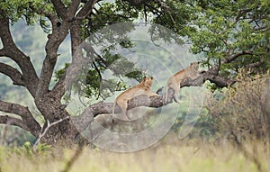 Lions in Tree South Africa