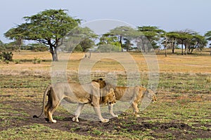 Lions walking