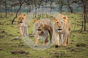 Lions Walking