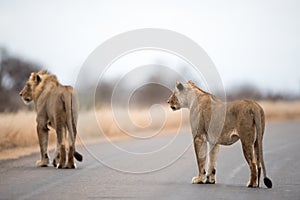 Lions walking on the road with a blurred background