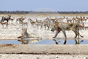 Lions at the waterhole - Namibia Africa