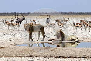 Lions at the waterhole - Namibia Africa