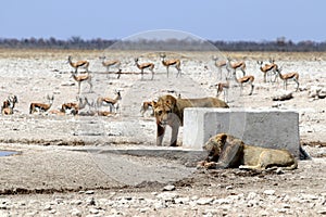 Lions at the waterhole - Namibia Africa