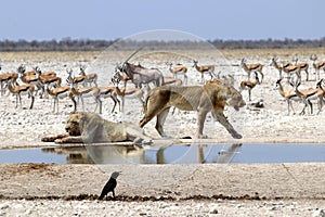 Lions at the waterhole - Namibia Africa