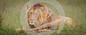 Lions in the wild in Kwazulu Natal