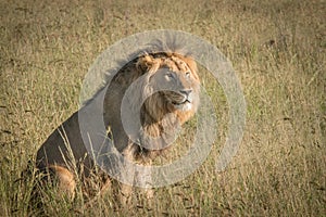 Lions in the wild in Kwazulu Natal